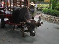 Thumb033.jpg (58470 bytes)