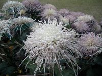 CIMG1695.JPG (133426 bytes)