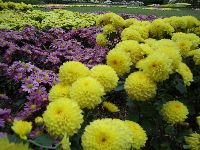 CIMG1728.JPG (144252 bytes)