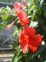 0705_015.JPG (72412 bytes)