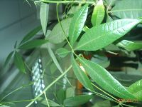 0813_049.JPG (94264 bytes)