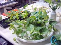 0813_058.JPG (138990 bytes)