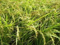 1101_043.JPG (215352 bytes)